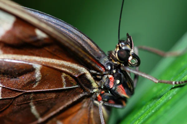 나비 상세 — 스톡 사진