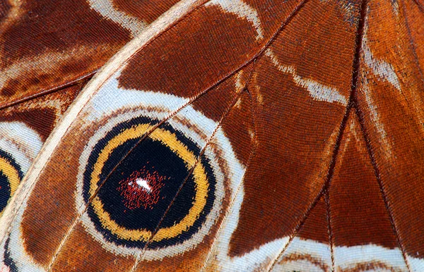 Kelebek makro — Stok fotoğraf