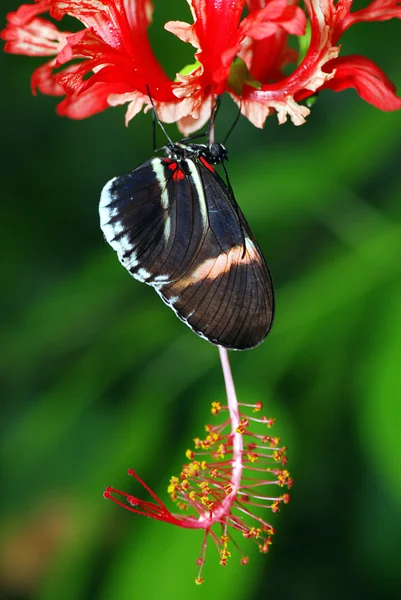 Buterfly på en orkidé — Stockfoto
