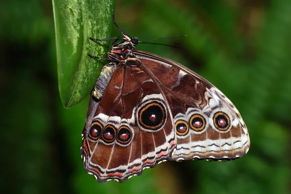 지점에 두 개의 나비 — 스톡 사진