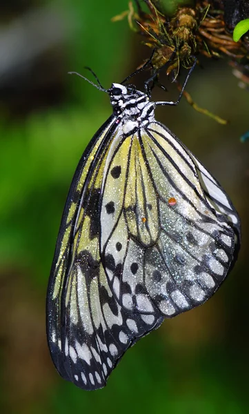 Farfalla bagnata — Foto Stock
