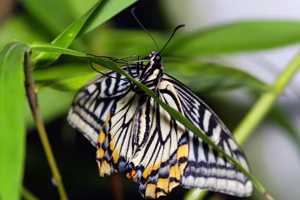 열 대 나비 — 스톡 사진