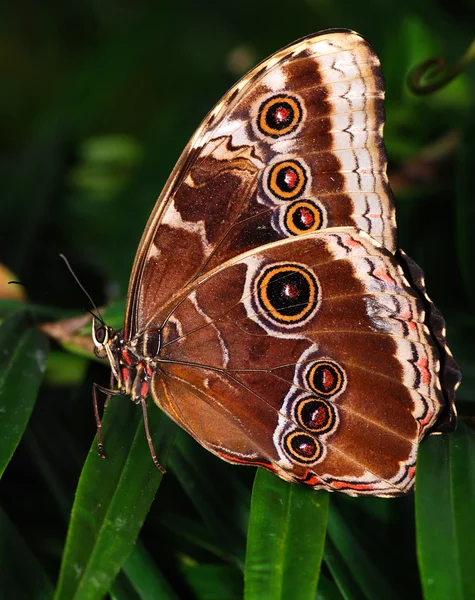 Dwa motyle na oddział — Zdjęcie stockowe