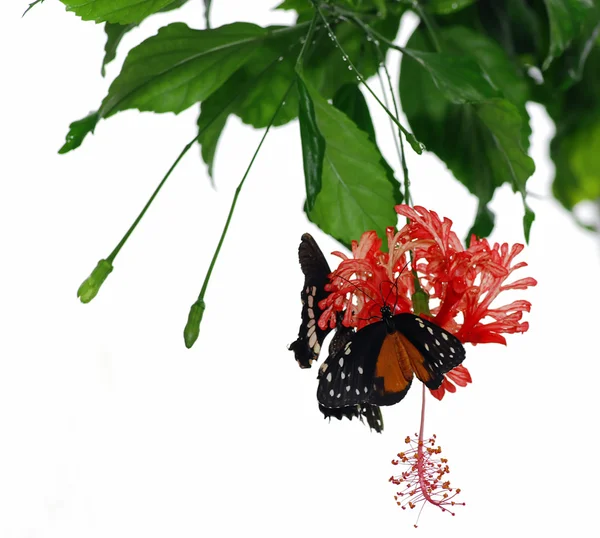 Fjärilar och orkidé — Stockfoto