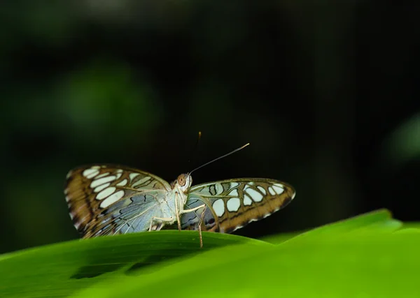 Метелик на листі — стокове фото