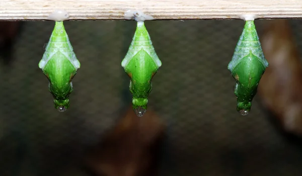 stock image Three nymphs