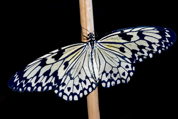 白蝴蝶 — 图库照片