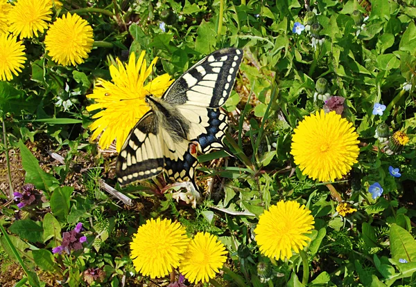 Karahindiba üzerinde Swallowtail — Stok fotoğraf