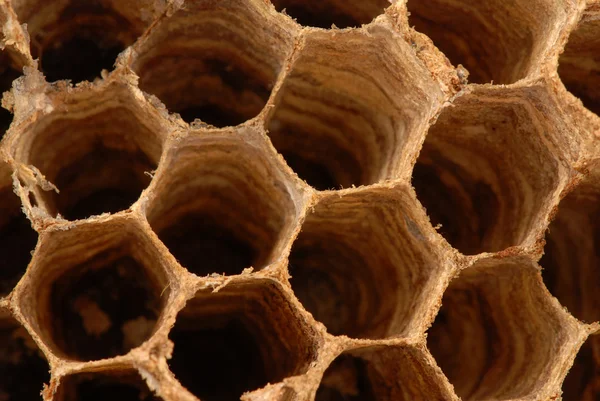 Ninho de vespas macro — Fotografia de Stock