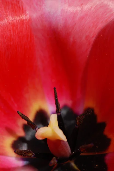 Tulipán —  Fotos de Stock