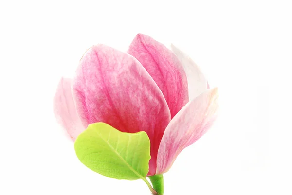 Magnolia bloei — Stockfoto