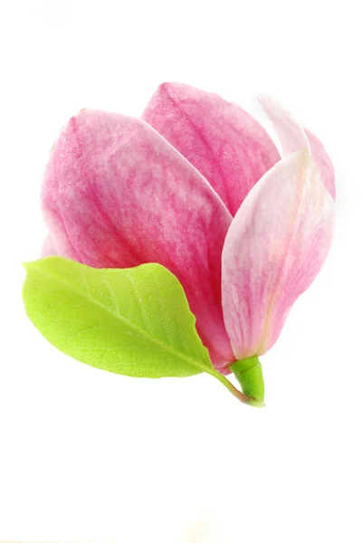 Fleur de magnolia — Photo