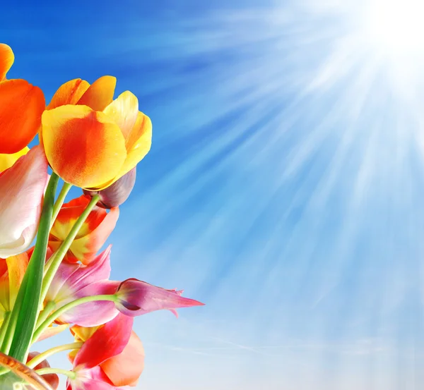 Tulipany i słońce — Zdjęcie stockowe