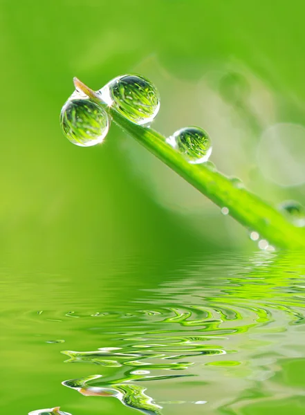 Dew and water — Stock Photo, Image