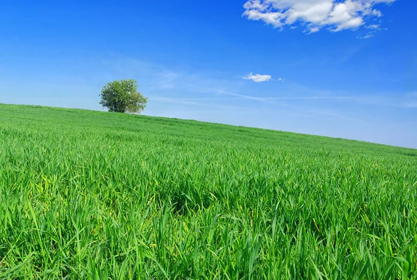 Árbol y hierba — Foto de Stock