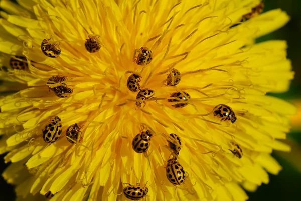 Ladybirds and dandelion — Stock Photo, Image