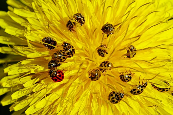 Ladybirds on dandelion — Stock Photo, Image