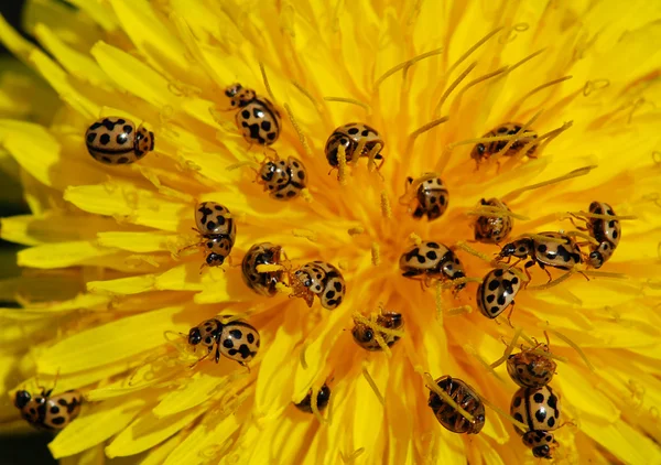 Ladybirds and dandelion — Stock Photo, Image