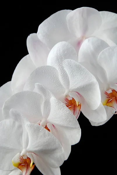 stock image White orchid