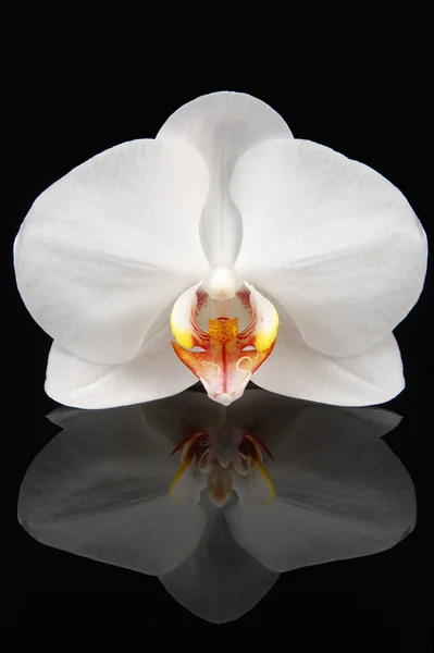 Orquídea blanca sobre negro — Foto de Stock