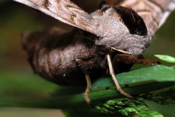 Moth on a stalk — Stock Photo, Image