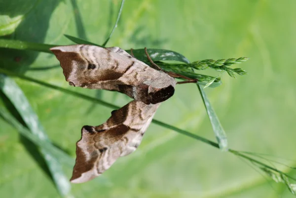 茎の上の蛾 — ストック写真