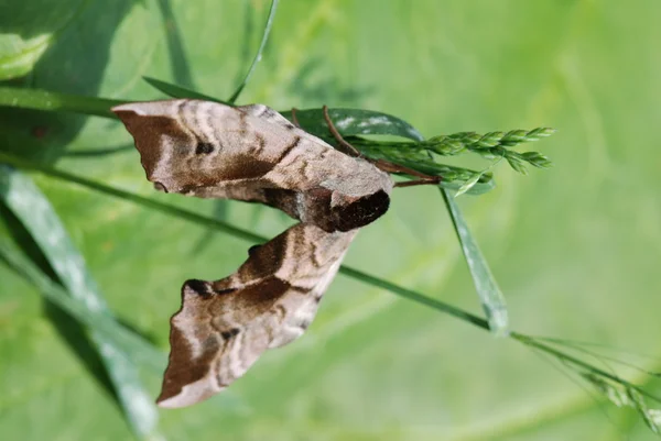 stock image Moth on a stalk