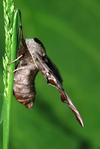 茎の上の蛾 — ストック写真