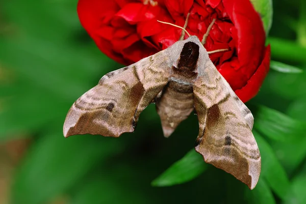 蛾と花 — ストック写真