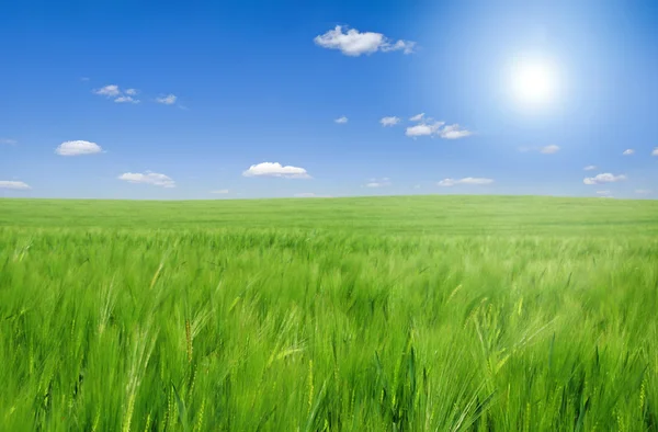 Field of young barley — Stock Photo, Image
