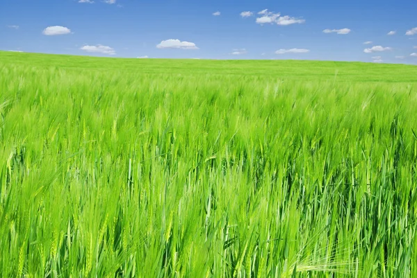 Field of young barley — Stock Photo, Image