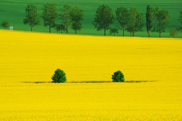 Two trees in rape — Stock Photo, Image