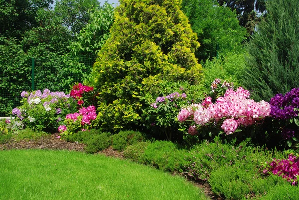 Rhododendron — Stock Fotó