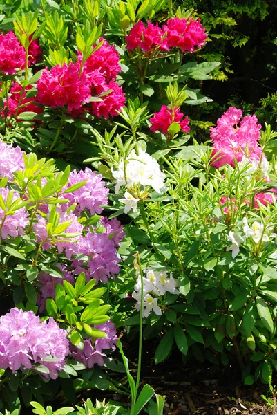 stock image Rhododendron