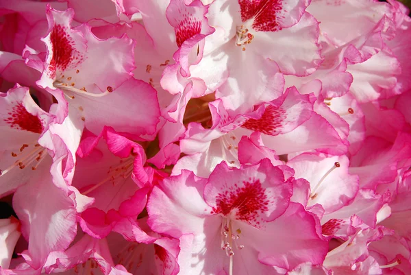 Ródodendro —  Fotos de Stock