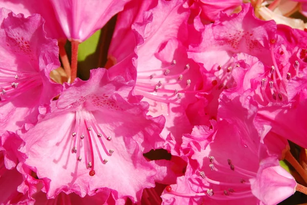 Rododendron — Zdjęcie stockowe
