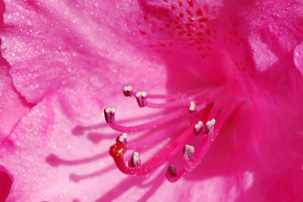 Macro rododendro —  Fotos de Stock