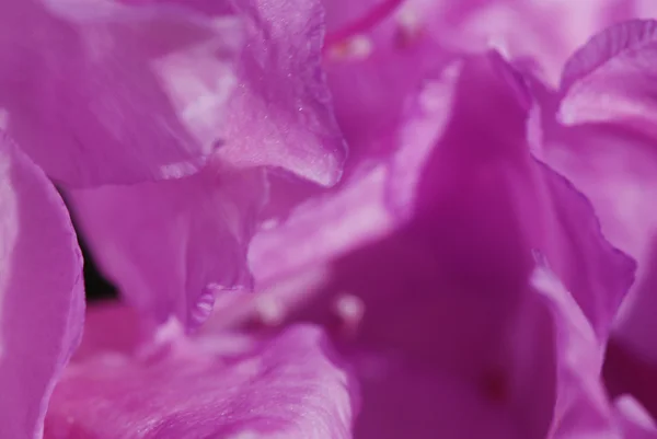 Ródodendro —  Fotos de Stock