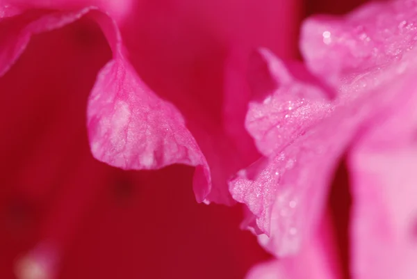 Rododendron — Stockfoto