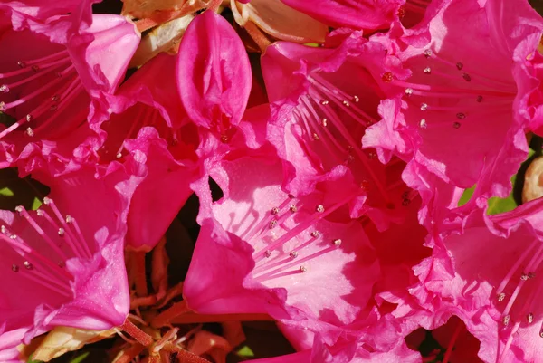 Rhododendron — Stock Fotó