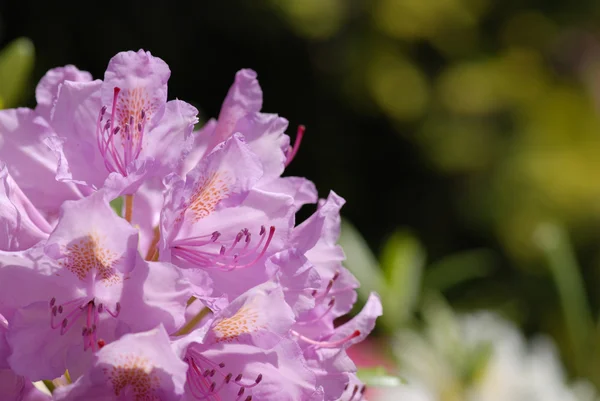 Rododendron — Zdjęcie stockowe