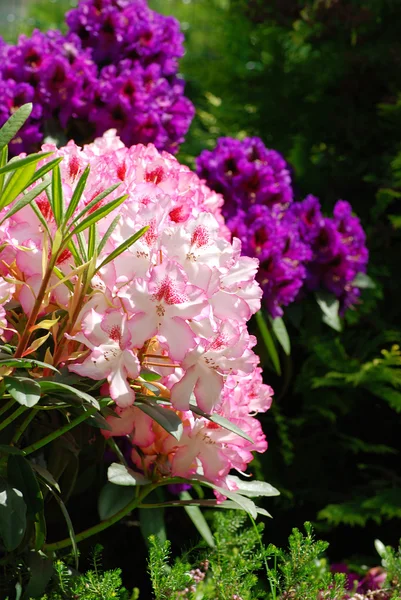 stock image Rhododendron