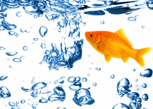 Peixe dourado na água — Fotografia de Stock