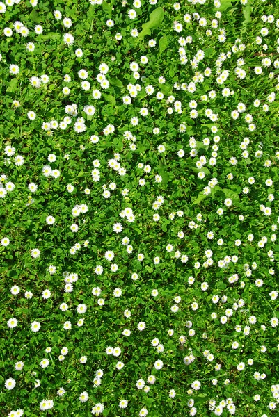 咲きのガーベラ バック グラウンド — ストック写真