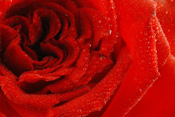 Rose med dagg — Stockfoto