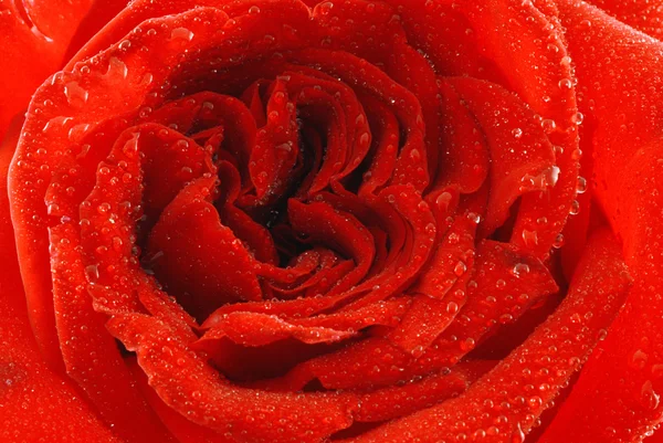 Rose med dagg — Stockfoto