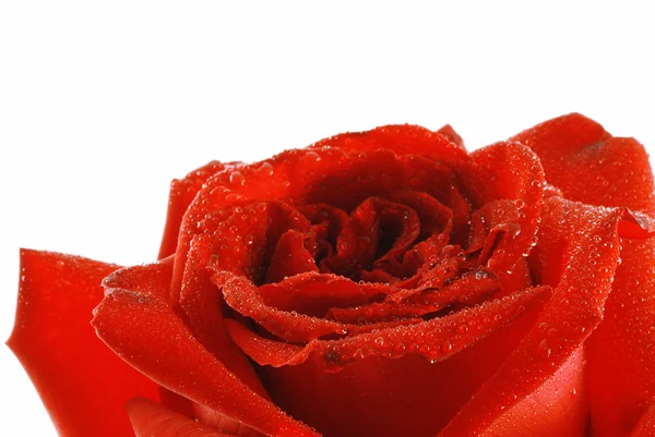 Τριαντάφυλλο με δροσιά — Φωτογραφία Αρχείου
