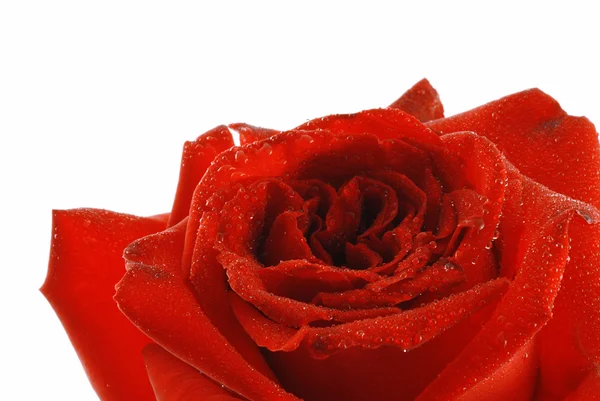 Роза с росой — стоковое фото