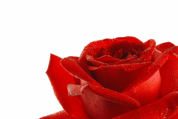 Красная роза с росой — стоковое фото