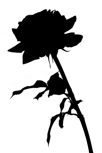 stock image Rose silhouette